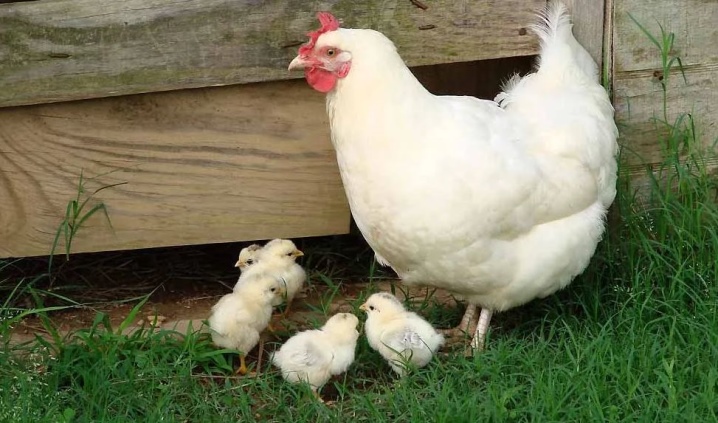 Bress-Gali, description and rearing of chickens, reviews