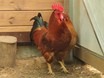Kuchinsky description of Kuchin roosters and laying hens. How to distinguish the sex in chickens? Owner reviews
