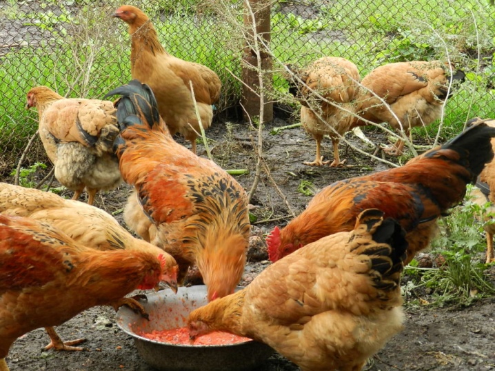 Kuchinsky description of Kuchin roosters and laying hens. How to distinguish the sex in chickens? Owner reviews