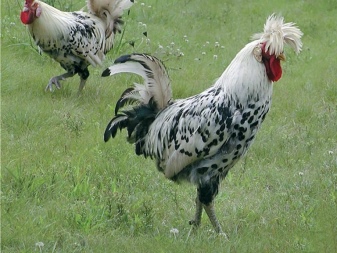 Pavlovsk chickens description and history of the breed. Subspecies Pavlovian gold and Pavlovian silver. Caring for roosters, laying hens and chicks. Reviews