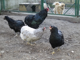 Araucan breed description. How to breed chickens? How to grow them? Owner reviews