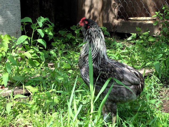 Araucan breed description. How to breed chickens? How to grow them? Owner reviews