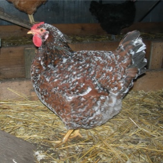 Liven chicken history and description of the breed of chintz chickens, breeding and reviews