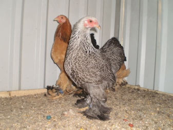 Dwarf breeds of chickens: description and content