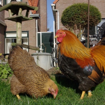 Dwarf breeds of chickens: description and content