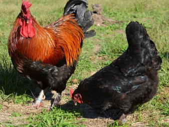Maran chicken description of the breed, features of chickens of black and copper, wheat and cuckoo colors, owner reviews