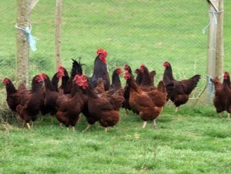 Maran chicken description of the breed, features of chickens of black and copper, wheat and cuckoo colors, owner reviews