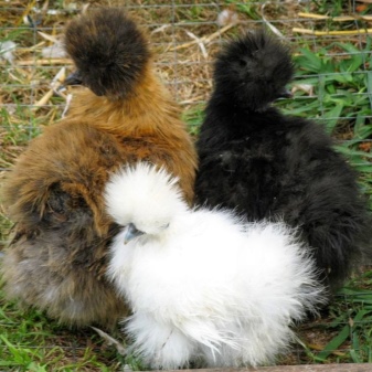 Chinese silk chickens description of the breed with silky feathers, maintenance of aboriginal roosters, raising chickens for meat