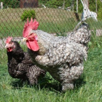 Hercules chickens description of adult chickens and chickens of the Hercules breed, content features, reviews