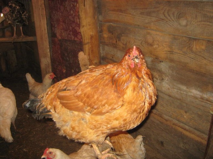 Hercules chickens description of adult chickens and chickens of the Hercules breed, content features, reviews