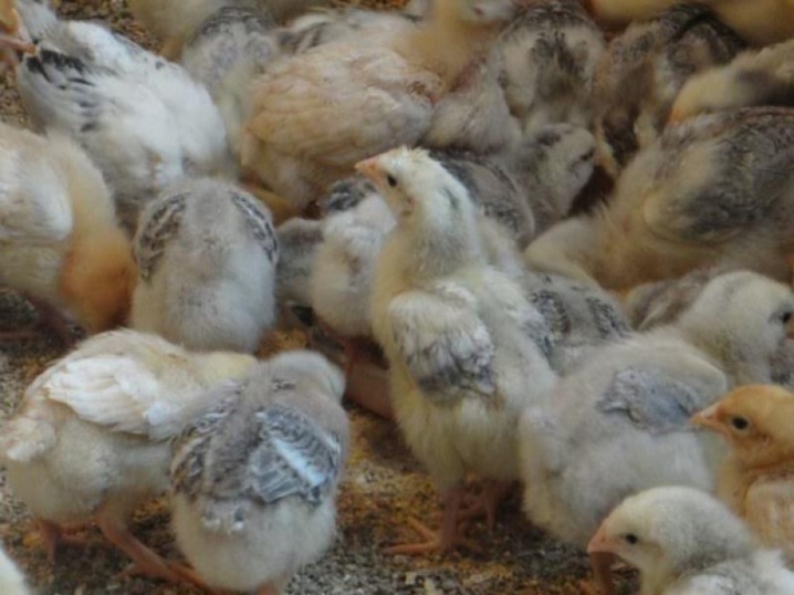 Chickens Master Gray growing colored broiler chickens, features of care and feeding, owner reviews