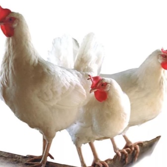 品種のDekalb鶏の説明、産卵鶏を飼うことの特徴、それらの病気と予防、レビュー