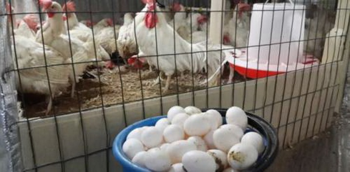 Dekalb chickens escription of the breed, features of keeping laying hens, their diseases and prevention, reviews