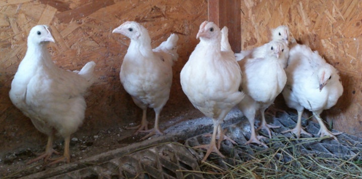 Dekalb chickens escription of the breed, features of keeping laying hens, their diseases and prevention, reviews