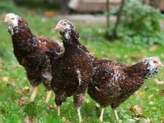 Oryol breed of chickens description of the "chintz" breed, features of growing chickens, rules for keeping chickens, reviews