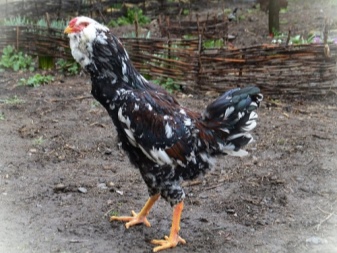 Oryol breed of chickens description of the "chintz" breed, features of growing chickens, rules for keeping chickens, reviews
