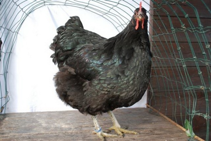 Jersey giant description. What to feed day old chicks and adult hens? Their weight and egg production