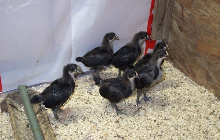 Jersey giant description. What to feed day old chicks and adult hens? Their weight and egg production