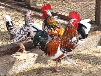 Bantams description and cultivation of the breed, Altai chickens and other varieties of bantam