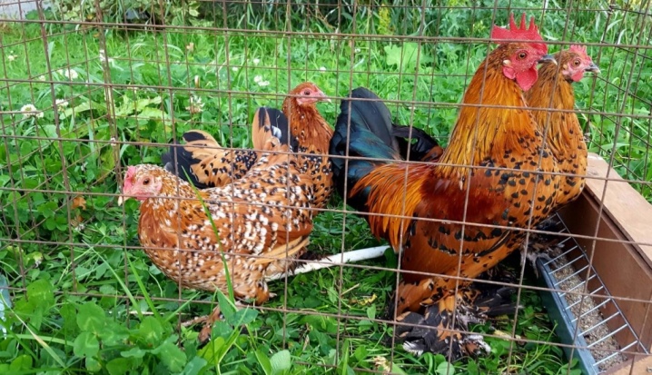 Bantams description and cultivation of the breed, Altai chickens and other varieties of bantam