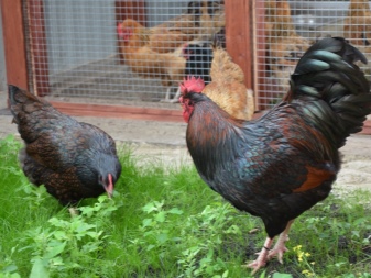 Barnevelder description of the breed, features of growing chickens, owner reviews