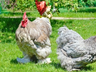 Barnevelder description of the breed, features of growing chickens, owner reviews