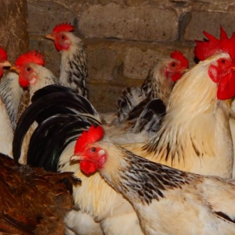 Poultry farming description of chickens and subtleties of cultivation, reviews