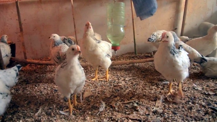 Poultry farming description of chickens and subtleties of cultivation, reviews