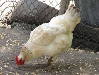 Cornish chickens reed description. What are gherkins and how are they grown? How are small broiler chickens cared for?