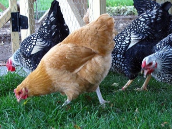 Cornish chickens reed description. What are gherkins and how are they grown? How are small broiler chickens cared for?