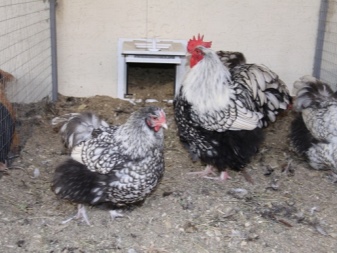 Orpington breed description. Features of fawn chickens, care and feeding, owner reviews