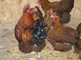 Orpington breed description. Features of fawn chickens, care and feeding, owner reviews