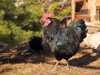 Moscow black chicken description of the breed, chickens, laying hens and roosters interspersed with white and blue plumage, owner reviews