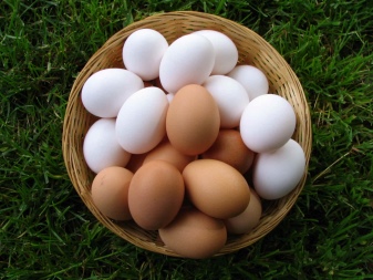 Rase de pui care depun ouă albastre și verzi