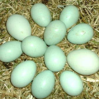 Races de poules qui pondent des œufs bleus et verts