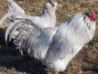 Raser av kycklingar som lägger blå och gröna ägg