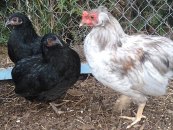 Racer af kyllinger, der lægger blå og grønne æg