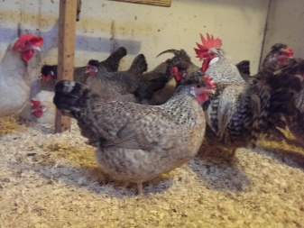 Raser av kyllinger som legger blå og grønne egg