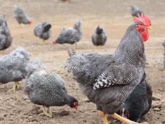 青と緑の卵を産む鶏の品種