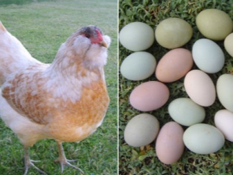 Kanarodut, jotka munivat sinisiä ja vihreitä munia