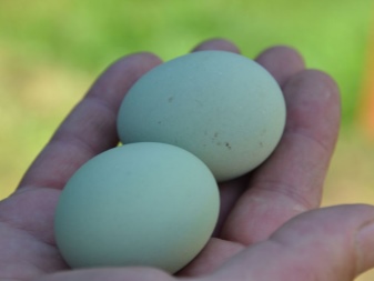 Rase de pui care depun ouă albastre și verzi