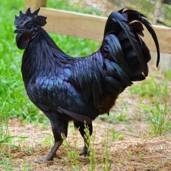 Breeds of chickens that lay blue and green eggs
