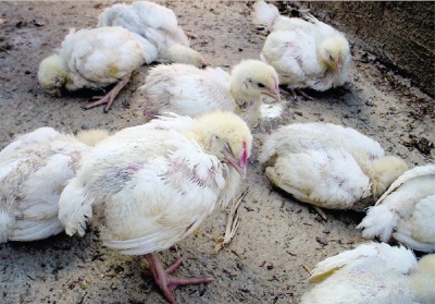 Кобб 500 description of the breed, table of weight of chickens by day. incubation mode. Owner reviews