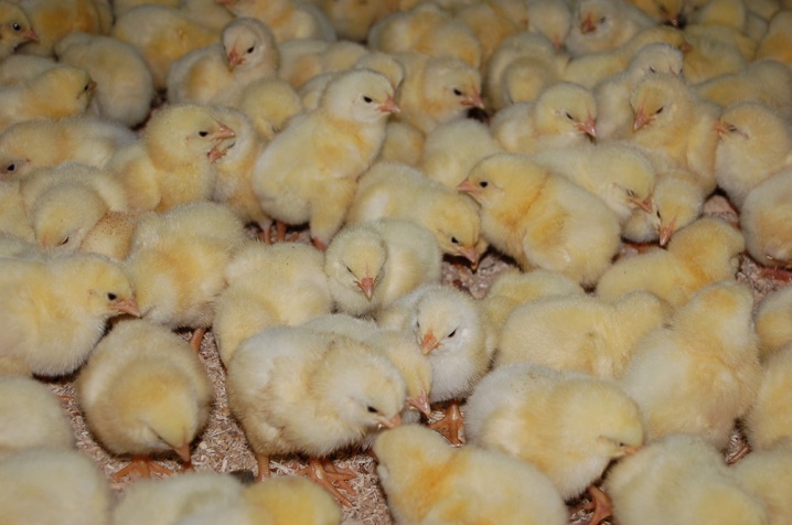 Кобб 500 description of the breed, table of weight of chickens by day. incubation mode. Owner reviews