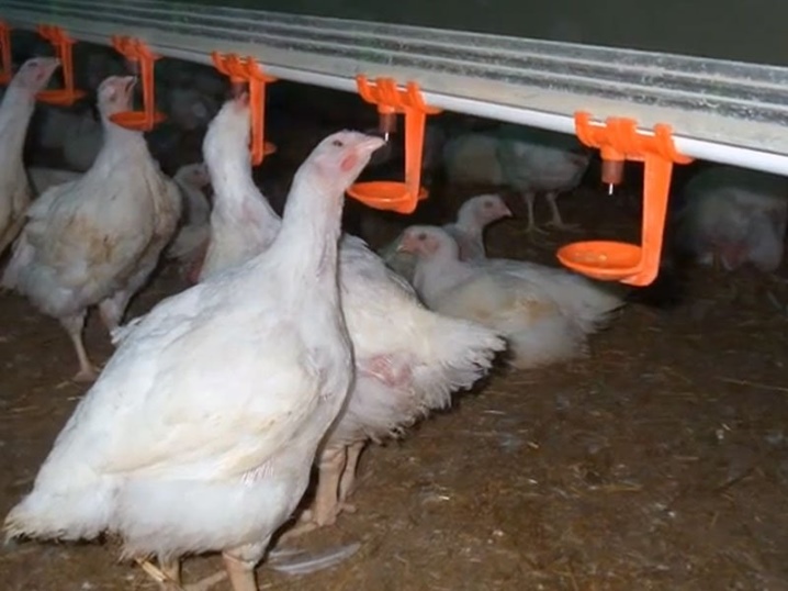 Polli da riproduzione descrizione della razza, mantenimento dei polli.  Recensioni dei proprietari