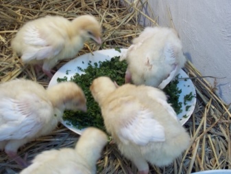 Avl kyllinger beskrivelse av rasen, vedlikehold av kyllinger.  Eier anmeldelser