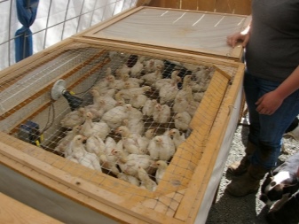 Broiler chickens  How to make cages for growing chickens with your own hands according to the drawings at home?