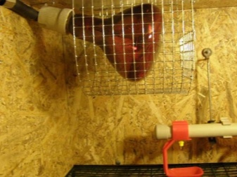 Broiler chickens  How to make cages for growing chickens with your own hands according to the drawings at home?