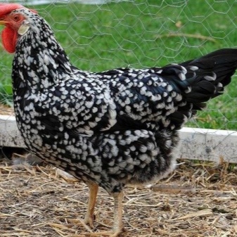 The best breeds of laying hens for the home
