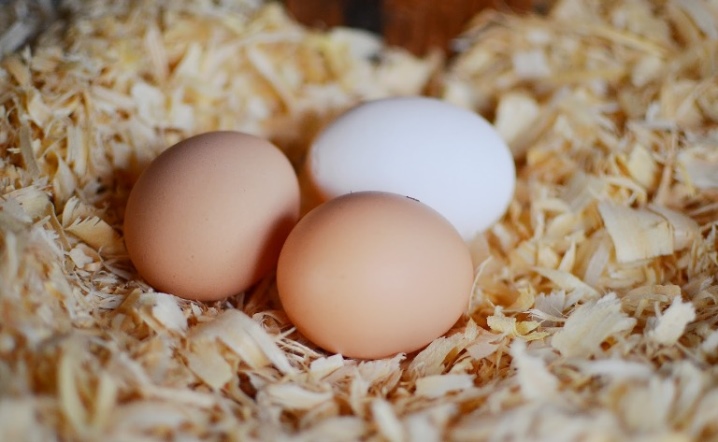 The best breeds of laying hens for the home